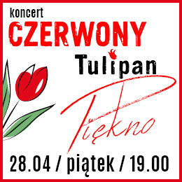 Czerwony Tulipan | 