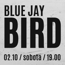 BLUE JAY BIRD